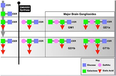 Ganglioside Metabolism and Parkinson's Disease